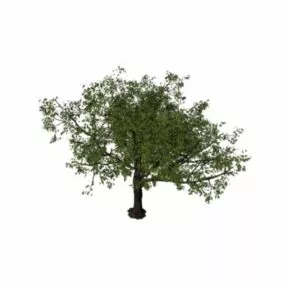 Big Apple Tree 3d model