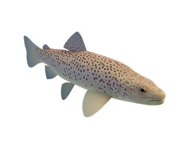 Deep Ocean Monster Fish 3d model