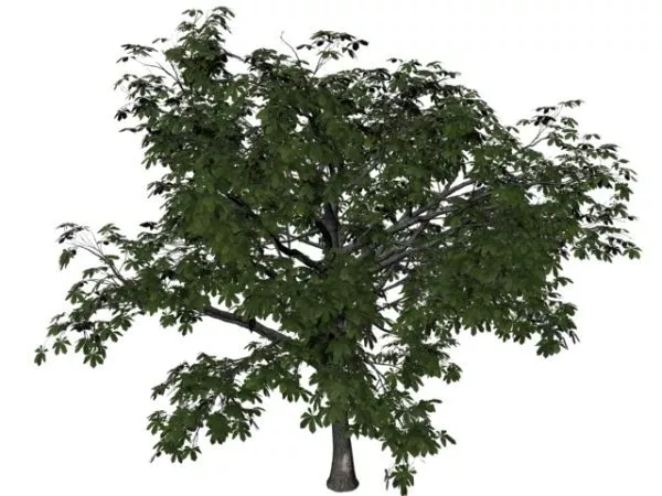 Big Sweet Chestnut Tree 3d model Big Sweet Chestnut Tree 3d model