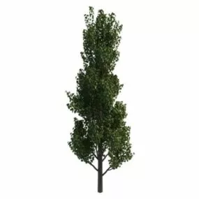 Birch Tree 3d model
