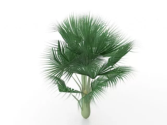 Bismarck Palm Tree Plant 3d model Bismarck Palm Tree Plant 3d model