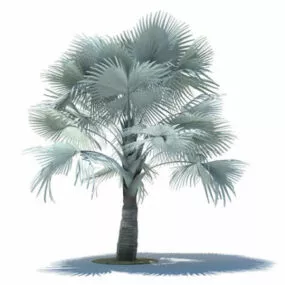 Bismarckia Nobilis 3d model