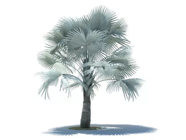 Bismarckia Nobilis 3d model Bismarckia Nobilis 3d model