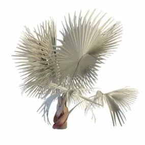 Bismarckia Palm 3d model