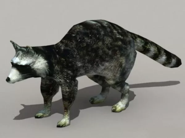 Black Raccoon 3d model Black Raccoon 3d model