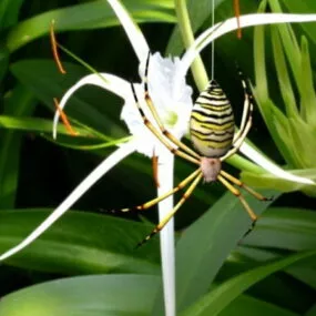 Black And Yellow Spider 3d model