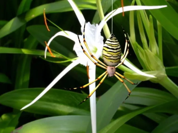 Longhorn Beetle Insect 3d model