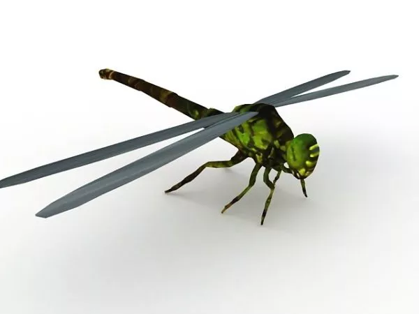 Animation Dragonfly Lowpoly 3d model