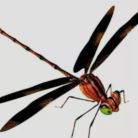 Animal Black Red Dragonfly 3d model