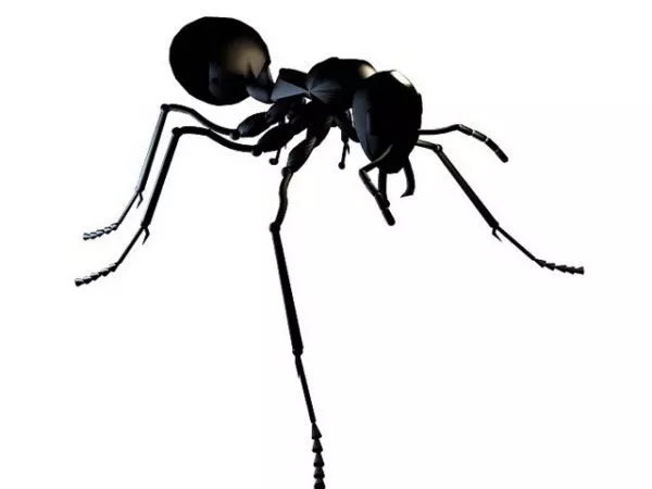 Black Ant Animal 3d model Black Ant Animal 3d model
