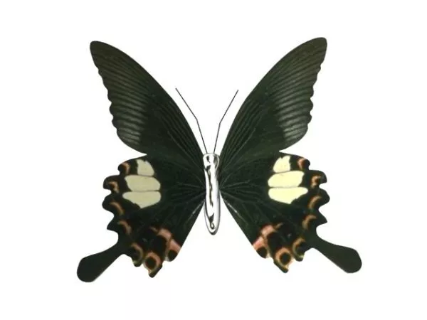 Black Butterfly Animal 3d model Black Butterfly Animal 3d model