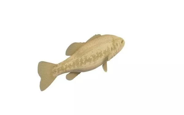 Black Carp Fish 3d model Black Carp Fish 3d model