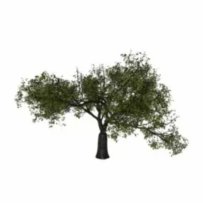 Black Cherry Tree 3d model