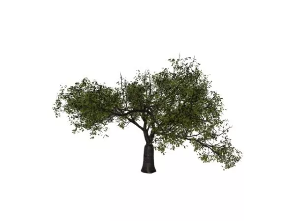 Black Cherry Tree 3d model Black Cherry Tree 3d model