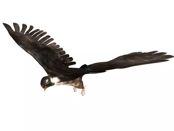 Giant Condor Bird 3d model