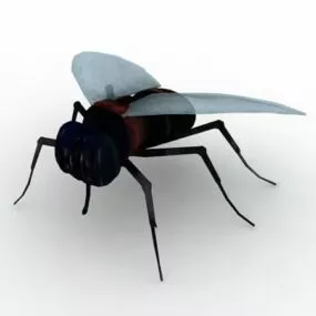 Wild Black Fly 3d model