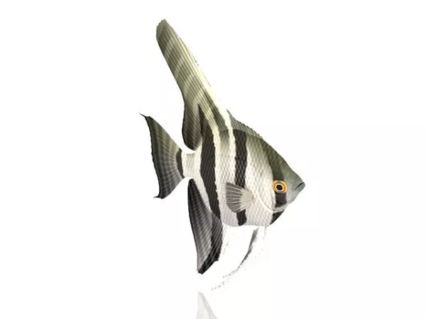 Sheephead Fish 3d model