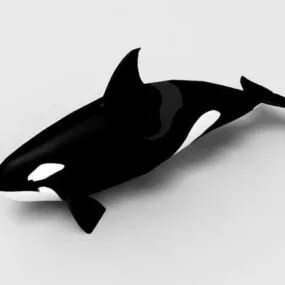 Wild Black Killer Whale 3d model