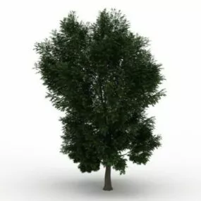 Black Locust Tree 3d model