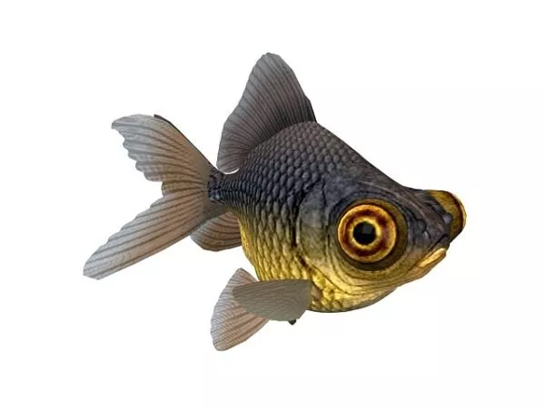 Swimming Blackfish Rigged 3d model