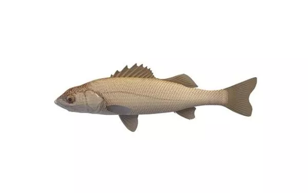 Black Sea Bass Fish 3d model Black Sea Bass Fish 3d model