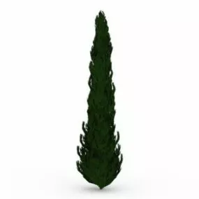 Black Spruce Tree 3d model
