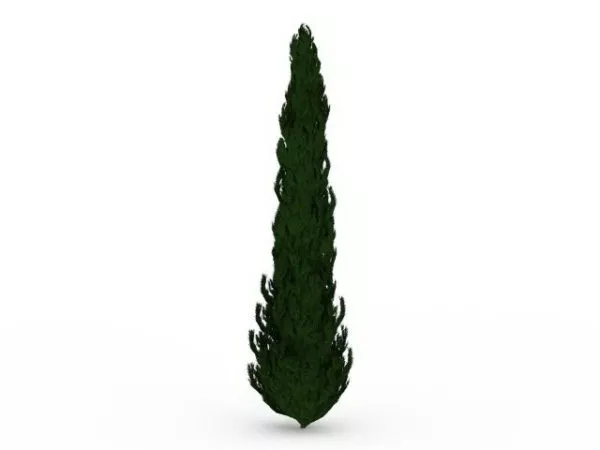 Black Spruce Tree 3d model Black Spruce Tree 3d model