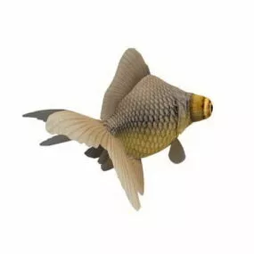 Black Telescope Goldfish 3d model