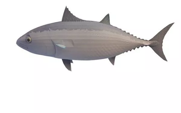 Blackfin Tuna Fish 3d model Blackfin Tuna Fish 3d model