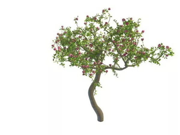 Blooming Flower Tree 3d model Blooming Flower Tree 3d model