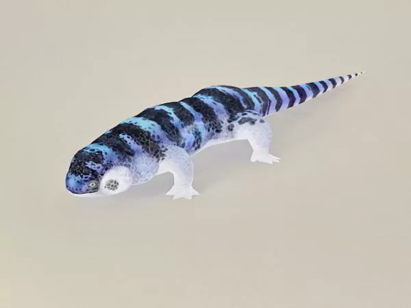 White Lizard Crawling 3d model