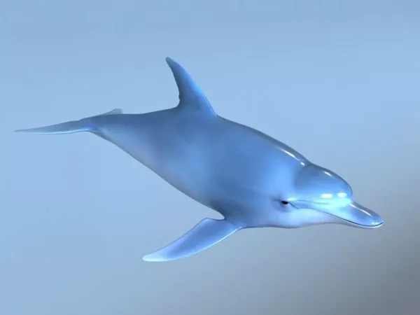 Blue Dolphin Rig 3d model Blue Dolphin Rig 3d model
