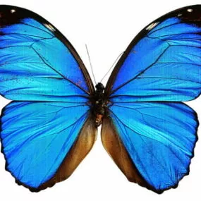 Blue Morpho Butterfly 3d model