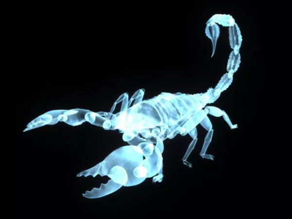 Golden Scorpion 3d model