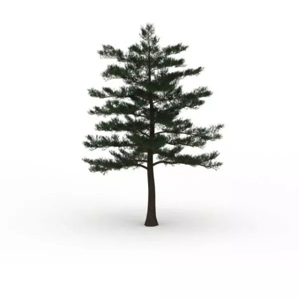 Blue Atlas Cedar Tree 3d model Blue Atlas Cedar Tree 3d model