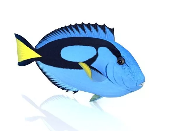 Animated Brycon Fish 3d model