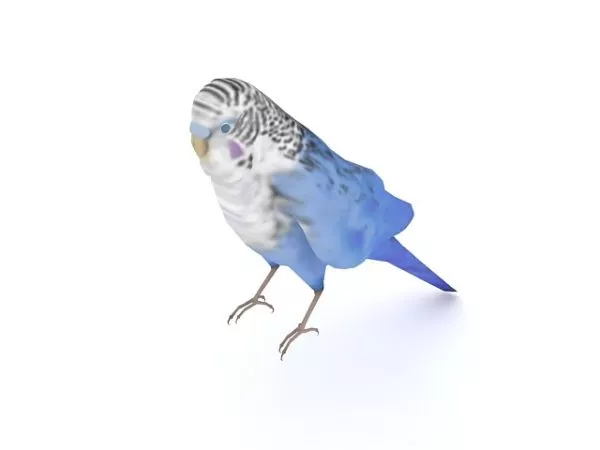 Blue Lorikeet 3d model