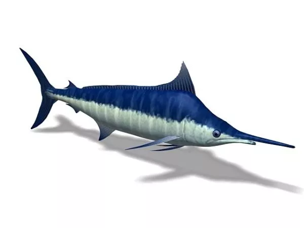 Sea Blue Swordfish 3d model Sea Blue Swordfish 3d model