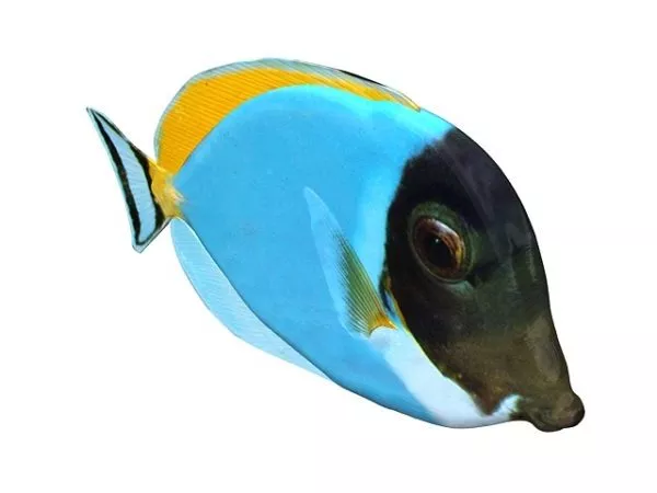 Bluegill Fish 3d model