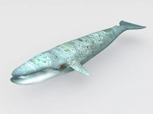 Whale Skeleton 3d model