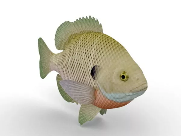 Bluegill Fish Fish Animal 3d model Bluegill Fish Fish Animal 3d model