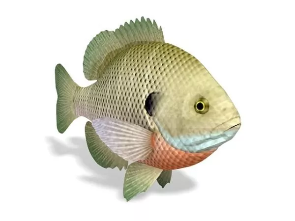 Bluegill Sunfish Animal 3d model Bluegill Sunfish Animal 3d model