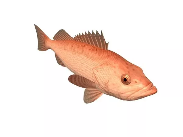 River Fish 3d model
