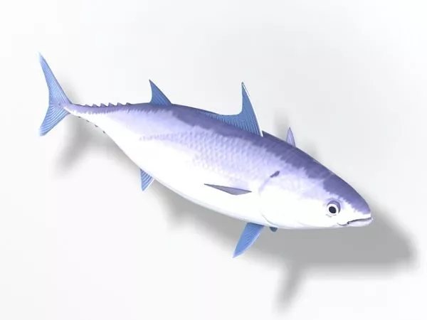 Swimming Blackfish Rigged 3d model