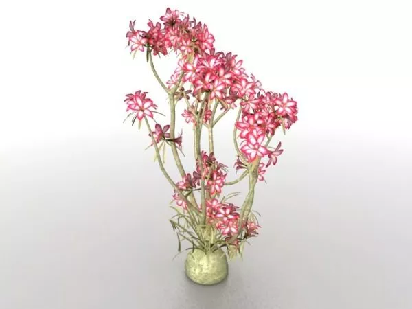 Bonsai Flower Tree 3d model Bonsai Flower Tree 3d model