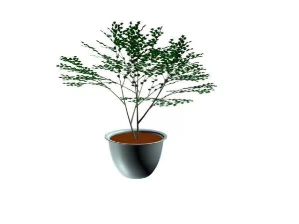 Bonsai Tree 3d model Bonsai Tree 3d model