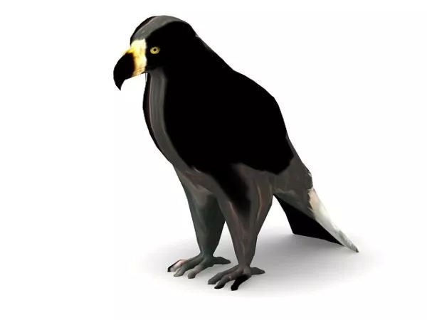 Booted Eagle Animal 3d model Booted Eagle Animal 3d model