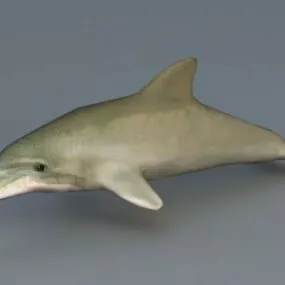 Bottle Nose Dolphin Sea Animal 3d model