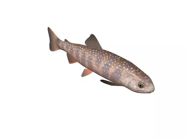 Bowfin Fish Animal 3d model Bowfin Fish Animal 3d model