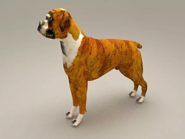 Realistic Tan Dog 3d model